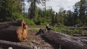 Best Storm Damage Tree Cleanup  in Auburn Lake Trails, CA