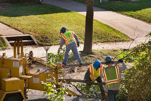 Best Stump Grinding and Removal  in Auburn Lake Trails, CA