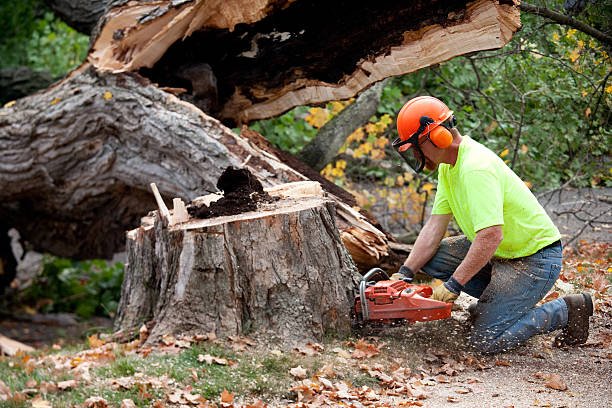 Best Organic Lawn Care Solutions  in Auburn Lake Trails, CA