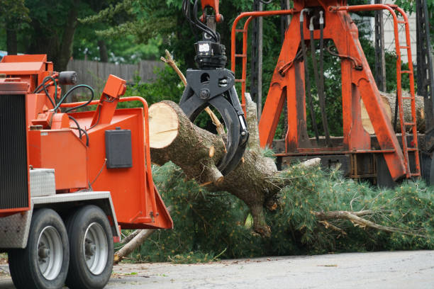 Best Lawn Grading and Leveling  in Auburn Lake Trails, CA